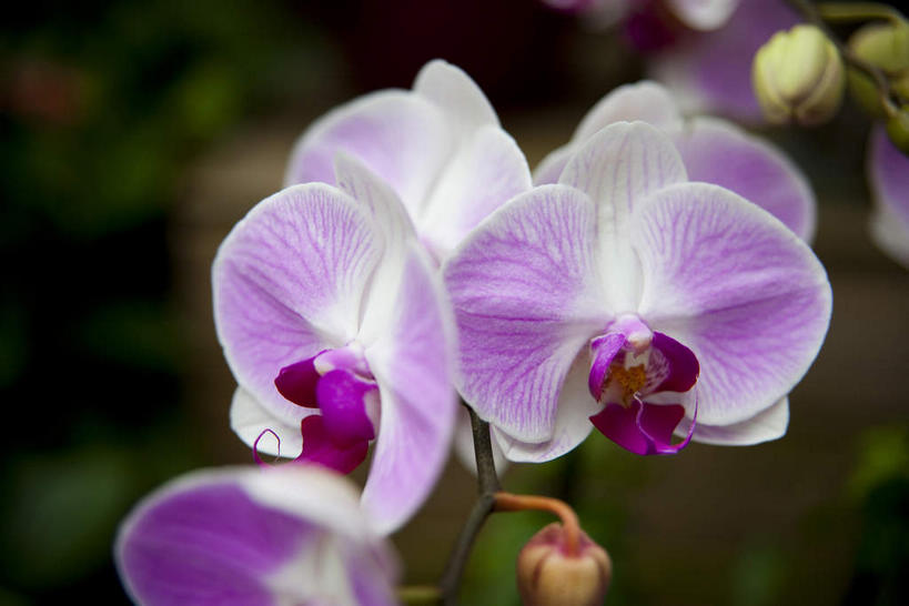 无人,横图,室外,特写,白天,正面,度假,美景,城市风光,城市,蝴蝶兰,叶子,香港,中国,亚洲,朦胧,模糊,盛开,景观,绿叶,花蕾,娱乐,花,花瓣,花朵,鲜花,粉色,花苞,花蕊,享受,休闲,嫩叶,景色,放松,港,东亚,香港岛,香港特别行政区,港澳台,中华人民共和国,蝶兰,兰中皇后,港岛,香港公园,红棉路,兰花,叶,叶片,彩图,兰花之后,台湾蝴蝶兰