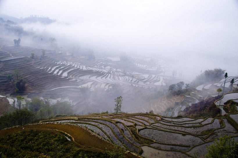 无人,农田,横图,俯视,室外,白天,旅游,度假,农业,庄稼,梯田,农作物,美景,树林,植物,雾,中国,亚洲,朦胧,模糊,曲折,弯曲,稻田,景观,娱乐,云南,树,树木,绿色,自然,享受,休闲,景色,放松,蜿蜒,生长,成长,迷雾,自然风光,东亚,元阳,云南省,中华人民共和国,西南地区,滇,红河,红河州,红河哈尼族彝族自治州,哀牢山,元阳梯田,元阳县,大雾,彩图,高角度拍摄,耕地,庄稼田,元阳哈尼族梯田