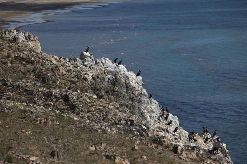 无人,站,横图,俯视,室外,白天,旅游,度假,草地,草坪,湖,湖泊,石头,美景,沙滩,水,植物,鸟,青海湖,鸟岛,中国,亚洲,一群,许多,阴影,光线,鸟类,沙子,石子,影子,河岸,河滩,湖面,景观,水流,水面,沙地,很多,娱乐,草,绿色,阳光,自然,湖水,站着,享受,休闲,景色,放松,自然风光,东亚,青海,青海省,中华人民共和国,西北地区,青,咸水湖,石块,岩石,站立,彩图,高角度拍摄,全身,青海湖鸟岛