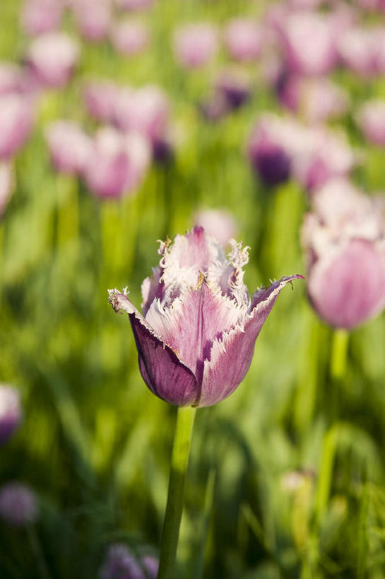 无人,竖图,室外,特写,白天,正面,爱情,花海,花圃,美景,植物,郁金香,叶子,北京,中国,亚洲,阴影,朦胧,模糊,盛开,光线,影子,景观,首都,祝福,花蕾,花,花瓣,花朵,花卉,鲜花,绿色,紫色,阳光,自然,花丛,花束,花田,花苞,花蕊,景色,表白,自然风光,荣誉,东亚,中华人民共和国,北京市,京,北平,华北地区,中山公园,永恒,北京中山公园,郁香,洋荷花,草麝香,彩图