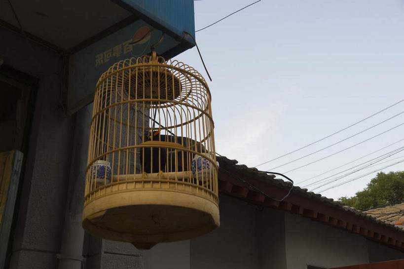 无人,站,横图,室外,白天,仰视,树林,植物,鸟,野生动物,吊挂,悬挂,阴影,电力,光线,鸟类,电线,线,影子,墙,云,云朵,笼子,鸟笼,电能,挂,线路,云彩,注视,墙壁,墙面,树,树木,一个,一只,蓝色,绿色,白云,蓝天,天空,阳光,自然,动物,天,观察,看,站着,可爱,活泼,生长,晴朗,单个,成长,观看,电,电源,电源线,察看,关注,能量,八哥,鸲鹆,晴空,站立,彩图,低角度拍摄,全身