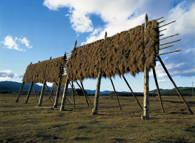 无人,横图,室外,白天,仰视,旅游,度假,农作物,草地,草坪,美景,山,山脉,植物,香格里拉,中国,亚洲,许多,吊挂,悬挂,阴影,光线,影子,景观,山峰,云,云朵,谷物,山峦,很多,挂,云彩,娱乐,迪庆,云南,架子,草,蓝色,绿色,白云,蓝天,天空,阳光,自然,群山,天,享受,休闲,景色,放松,晴朗,支撑,固定,大麦,自然风光,东亚,中甸,迪庆藏族自治州,云南省,中华人民共和国,西南地区,滇,迪庆州,香格里拉县,晴空,彩图,低角度拍摄,青稞,元麦,小中甸镇