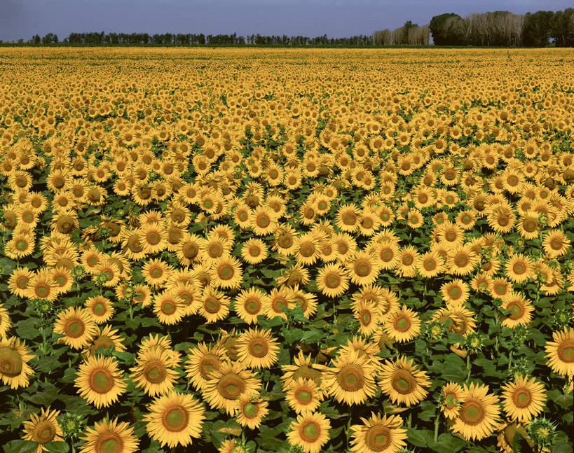 无人,农田,横图,室外,白天,正面,爱情,旅游,度假,幸福,庄稼,农作物,花海,花圃,美景,树林,太阳,植物,向日葵,叶子,阴影,盛开,光线,影子,景观,绿叶,花蕾,娱乐,花,花瓣,花朵,花卉,鲜花,树,树木,黄色,蓝色,绿色,蓝天,天空,阳光,自然,花丛,花束,花田,天,花苞,花蕊,享受,休闲,嫩叶,景色,放松,生长,晴朗,成长,自然风光,光辉,沉默,忠诚,万里无云,勇敢,投缘,爱慕,高傲,朝阳花,葵花,望日莲,向阳花,转日莲,叶,叶片,晴空,晴空万里,彩图,耕地,庄稼田,向日葵田