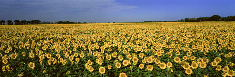 无人,农田,横图,全景,室外,白天,正面,爱情,旅游,度假,幸福,庄稼,农作物,花海,花圃,美景,树林,太阳,天际线,植物,向日葵,叶子,阴影,盛开,光线,影子,景观,云,云朵,绿叶,花蕾,云彩,娱乐,花,花瓣,花朵,花卉,鲜花,树,树木,黄色,蓝色,绿色,白云,蓝天,天空,阳光,自然,花丛,花束,花田,天,花苞,花蕊,享受,休闲,嫩叶,景色,放松,生长,晴朗,成长,自然风光,光辉,沉默,忠诚,勇敢,投缘,爱慕,高傲,朝阳花,葵花,望日莲,向阳花,转日莲,叶,叶片,晴空,彩图,耕地,庄稼田,向日葵田