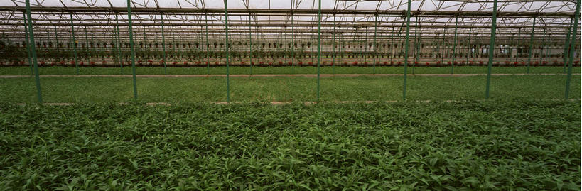 无人,横图,室内,白天,正面,植物,蔬菜,一排,许多,种植,新鲜,整齐,柱子,食品,很多,温室,食物,排列,绿色,自然,有机食品,绿色食品,设施,生长,成长,培育,暖房,防寒,培养,队列,加温,透光,保温,培植,彩图,扶植,水培法,无土培育,无土栽培,无土栽培技术