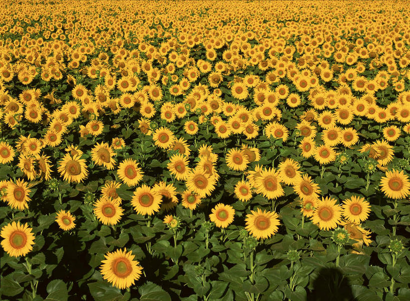 无人,农田,横图,俯视,室外,特写,白天,爱情,旅游,度假,幸福,庄稼,农作物,花海,花圃,美景,太阳,植物,向日葵,叶子,阴影,盛开,光线,影子,景观,绿叶,花蕾,娱乐,花,花瓣,花朵,花卉,鲜花,黄色,绿色,阳光,自然,花丛,花束,花田,花苞,花蕊,享受,休闲,嫩叶,景色,放松,自然风光,光辉,沉默,忠诚,勇敢,投缘,爱慕,高傲,朝阳花,葵花,望日莲,向阳花,转日莲,叶,叶片,彩图,高角度拍摄,耕地,庄稼田,向日葵田