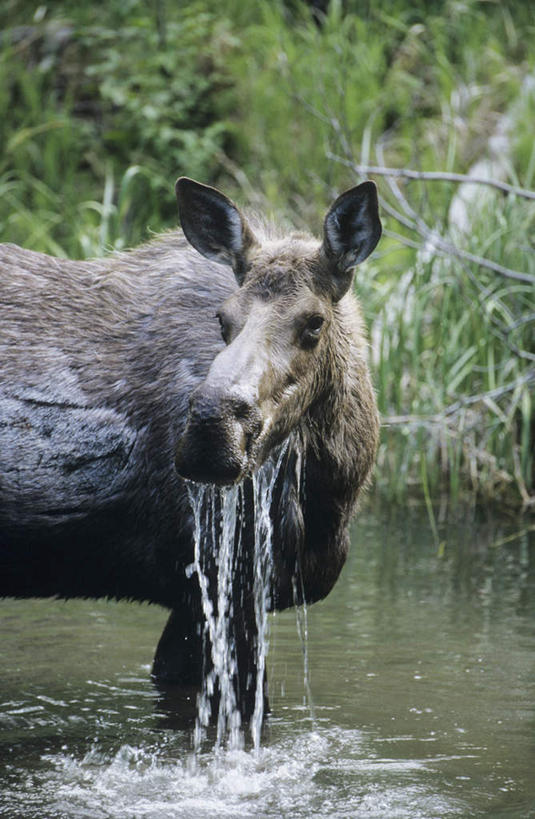 无人,站,竖图,室外,特写,白天,侧面,草地,河流,美景,水,植物,哺乳动物,鹿,野生动物,飞溅,溅,液体,河水,景观,水滴,水流,扭头,注视,水珠,草,一只,绿色,自然,动物,观察,看,站着,转头,景色,可爱,活泼,观看,察看,关注,喷洒,自然风光,下降,驼鹿,降落,罕达犴,堪达犴,降低,下跌,下落,站立,半身,彩图