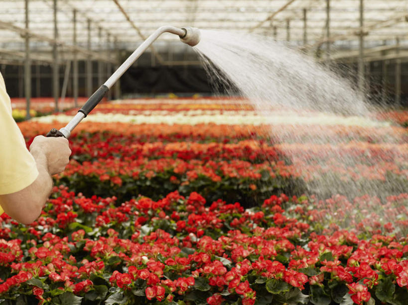 西方人,一个人,花匠,站,横图,室内,白天,花海,花圃,植物,叶子,欧洲,欧洲人,仅一个男性,仅一个人,仅一个中年男性,握,飞溅,服装,盛开,溅,液体,塑料,水滴,拿,花蕾,温室,拿着,休闲装,水管,水珠,花,花瓣,花朵,花卉,鲜花,背面,衣服,绿色,塑料制品,花丛,花束,花田,花苞,花蕊,站着,休闲,休闲服,握着,服饰,设施,软管,暖房,防寒,喷洒,加温,透光,保温,男人,男性,中年男性,白种人,园丁,站立,半身,彩图