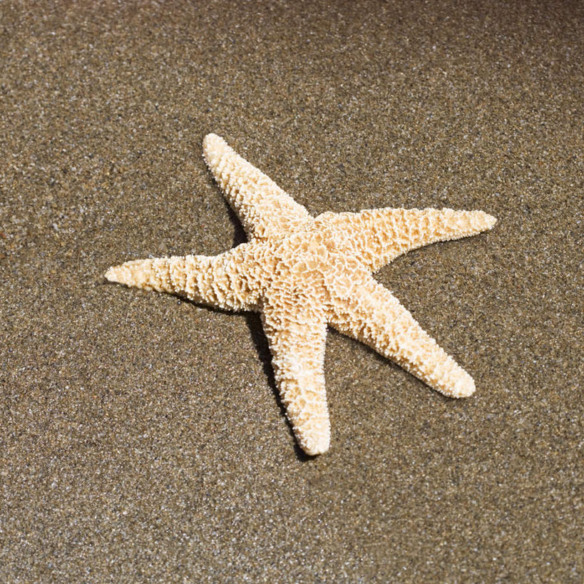 无人,方图,俯视,室外,特写,白天,沙滩,海星,沙子,海岸,星星,沙地,海洋生物,一个,黄色,自然,动物,星形,生物,单个,五角形,棘皮动物门,海滩,星鱼,五角星,彩图,高角度拍摄,全身