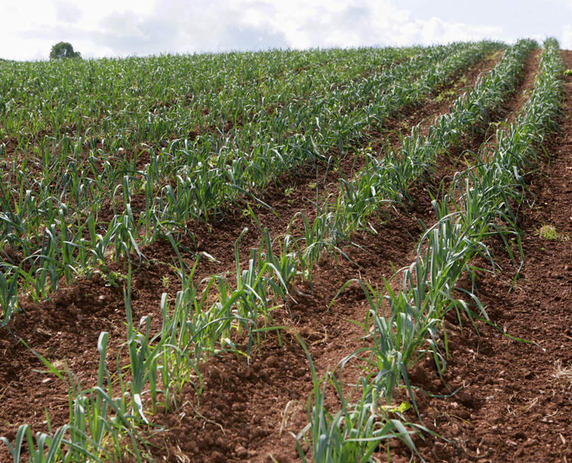 无人,农田,横图,室外,白天,正面,庄稼,农作物,美景,蔬菜,英国,欧洲,新鲜,景观,泥土,土壤,云,云朵,韭菜,食品,云彩,食物,蓝色,白云,蓝天,天空,自然,天,景色,有机食品,绿色食品,晴朗,西欧,自然风光,大不列颠,起阳草,大不列颠及北爱尔兰联合王国,韭,山韭,长生韭,大不列颠联合王国,日不落英帝国,德文郡,晴空,彩图,耕地,庄稼田