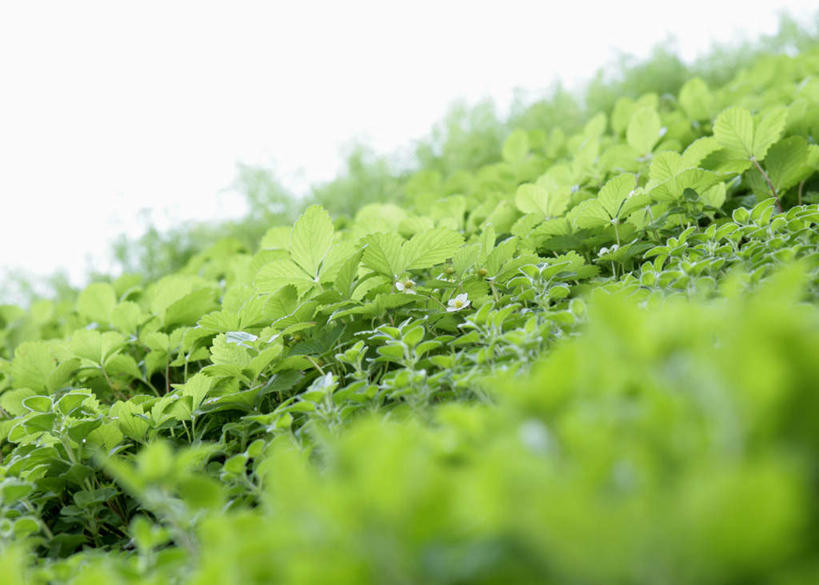 无人,农田,横图,室外,特写,白天,正面,庄稼,农作物,美景,英国,欧洲,朦胧,模糊,景观,蓝色,蓝天,天空,自然,天,景色,晴朗,西欧,自然风光,大不列颠,大不列颠及北爱尔兰联合王国,万里无云,大不列颠联合王国,日不落英帝国,德文郡,晴空,晴空万里,彩图,耕地,庄稼田