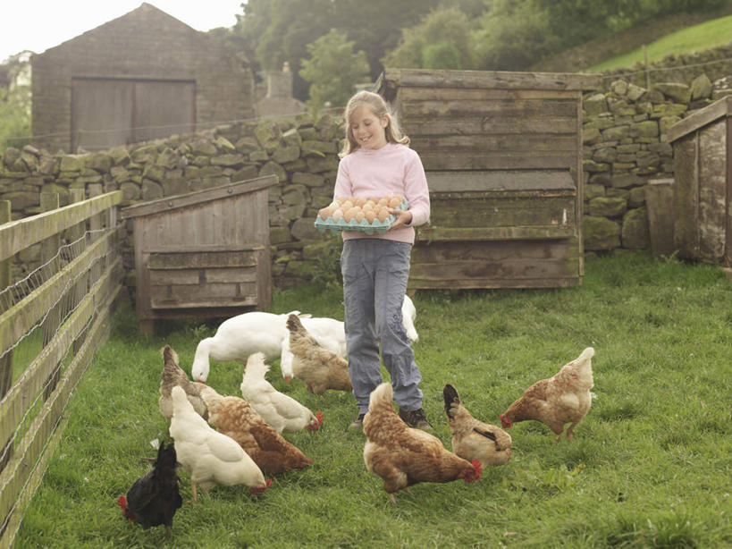 西方人,儿童,一个人,家,木屋,农场,栏杆,站,横图,室外,白天,正面,纯洁,畜牧业,牧场,草地,草坪,植物,鸡,欧洲,欧洲人,仅一个女性,仅一个人,一排,握,服装,环保,整齐,并列,并排,蛋格,栅栏,篱笆,围栏,蛋,鸡蛋,拿,拿着,注视,休闲装,护栏,家禽,住宅,草,树,树木,排列,一个,小孩,衣服,绿色,自然,动物,观察,看,站着,仅一个小孩,休闲,休闲服,可爱,童年,童趣,握着,服饰,牲畜,生长,能源,单个,成长,观看,回收,资源,察看,队列,关注,平行,利用,童真,低碳,烂漫,无邪,循环,畜牧,蛋托,牧业,蛋盒,卵,持续,天真,女孩,女人,女性,白种人,孩子,站立,彩图,全身,茅舍,茅屋,棚屋,小木屋,小屋,女生