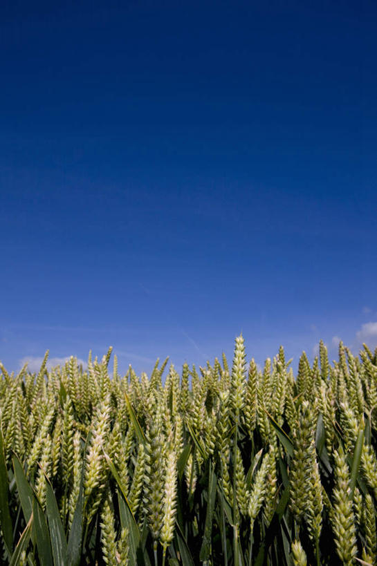 无人,农田,竖图,室外,白天,仰视,旅游,度假,庄稼,农作物,小麦,美景,英国,欧洲,阴影,光线,影子,景观,谷物,麦田,娱乐,英格兰,蓝色,蓝天,天空,阳光,自然,天,享受,休闲,景色,放松,麦子,晴朗,西欧,自然风光,大不列颠,大不列颠及北爱尔兰联合王国,万里无云,大不列颠联合王国,日不落英帝国,英吉利,威尔特郡,晴空,晴空万里,彩图,低角度拍摄,耕地,庄稼田