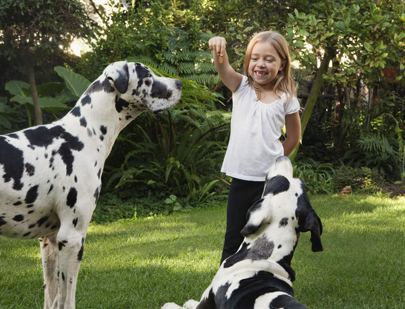 点心,西方人,儿童,一个人,站,举,笑,微笑,露齿笑,横图,室外,白天,正面,纯洁,草地,草坪,植物,宠物,狗,欧洲,欧洲人,仅一个女性,仅一个人,握,阴影,服装,光线,影子,食品,斑点狗,大麦町犬,营养,拿,拿着,注视,休闲装,草,树,树木,食物,小孩,衣服,绿色,阳光,自然,动物,饼干,零食,观察,看,托,站着,仅一个小孩,两只,休闲,休闲服,可爱,童年,童趣,握着,服饰,生长,成长,观看,察看,狗粮,关注,饲料,童真,烂漫,无邪,忠诚,斑点犬,天真,女孩,女人,女性,白种人,孩子,犬,举起,举手,举着,向上举,向上伸,向上托,站立,半身,彩图,狗饼干,犬粮,女生