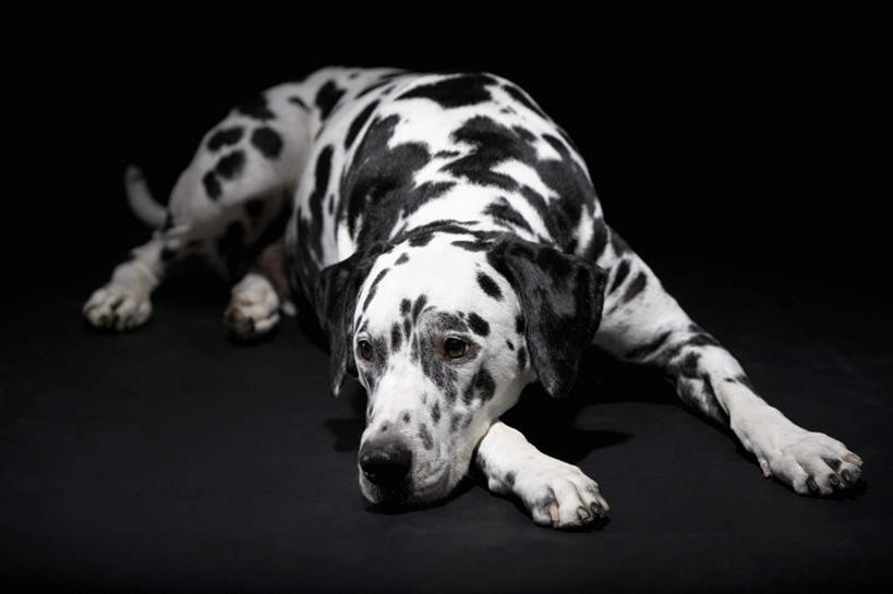 无人,躺,横图,室内,白天,正面,宠物,狗,阴影,黑色背景,反射,影子,斑点狗,大麦町犬,注视,一只,白色,黑色,动物,观察,看,可爱,摄影,影棚,观看,察看,关注,忠诚,斑点犬,卧着,犬,躺着,卧,彩图,全身,影棚拍摄,拍摄
