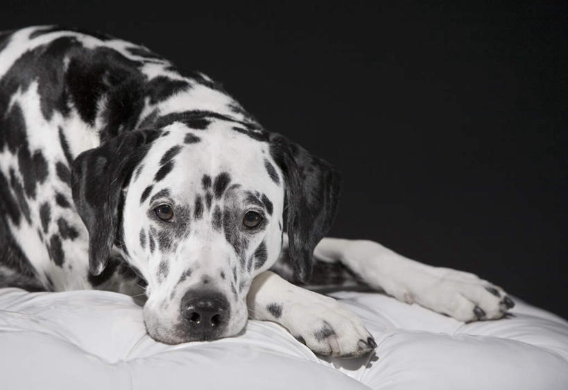 无人,躺,横图,室内,白天,正面,宠物,狗,黑色背景,斑点狗,大麦町犬,注视,一只,白色,黑色,动物,观察,看,可爱,摄影,影棚,观看,察看,关注,忠诚,斑点犬,卧着,犬,躺着,卧,半身,彩图,影棚拍摄,拍摄