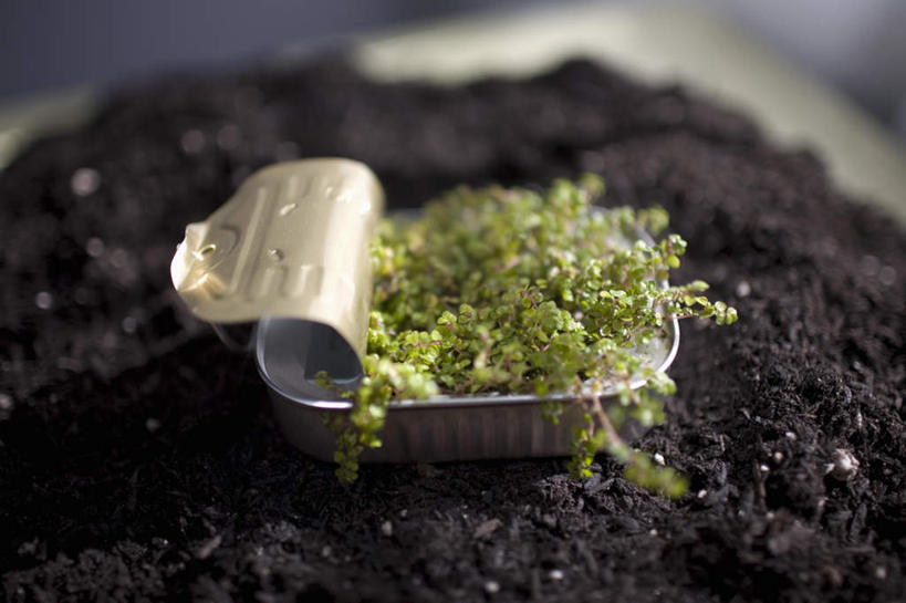 无人,横图,俯视,室外,特写,白天,植物,一堆,堆叠,堆积,朦胧,模糊,罐头,罐子,泥土,土壤,幼苗,绿色,自然,嫩芽,生长,成长,堆,罐头食品,秧苗,新苗,彩图,高角度拍摄