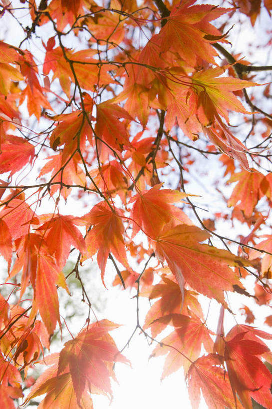 无人,竖图,室外,特写,白天,仰视,旅游,度假,美景,秋季,植物,叶子,英国,欧洲,阴影,光线,影子,景观,枫叶,枯叶,落叶,枝条,娱乐,英格兰,树,树木,树枝,黄色,红色,阳光,自然,享受,休闲,景色,放松,枫树叶,西欧,自然风光,大不列颠,大不列颠及北爱尔兰联合王国,大不列颠联合王国,日不落英帝国,英吉利,虬枝,枝杈,萨默塞特郡,萨默塞特,叶,叶片,秋,秋天,彩图,低角度拍摄
