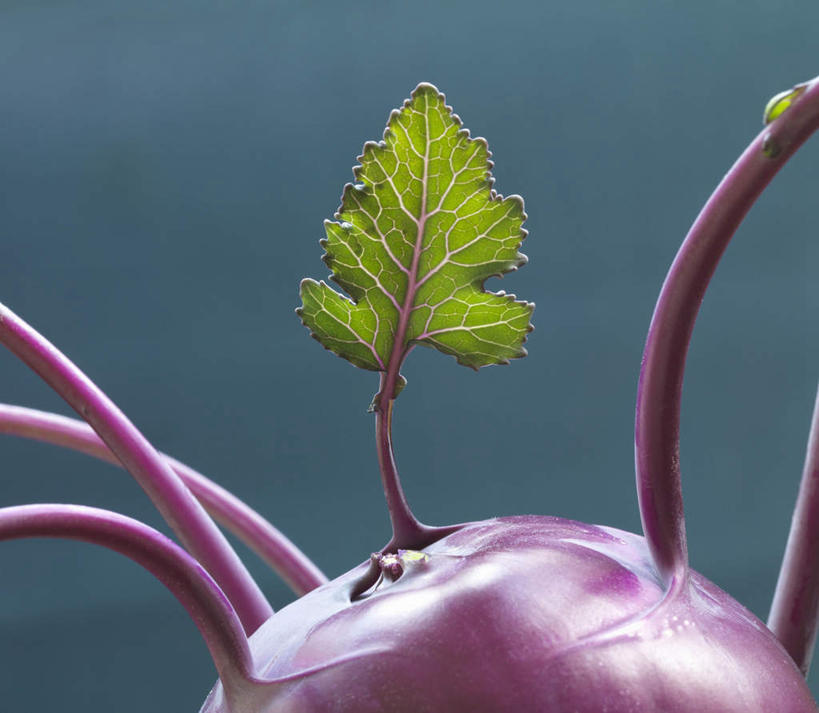 无人,横图,室内,特写,白天,正面,蔬菜,叶子,阴影,新鲜,反射,影子,食品,绿叶,芜菁,食物,一个,紫色,嫩叶,摄影,有机食品,绿色食品,影棚,单个,蔓菁,盘菜,大头芥,叶,叶片,彩图,影棚拍摄,拍摄