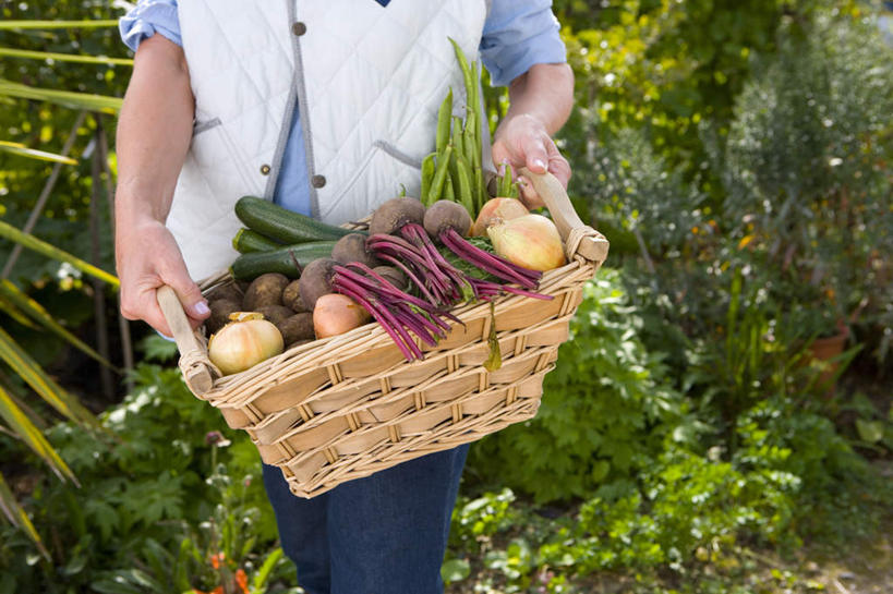 西方人,一个人,农民,农田,站,横图,室外,白天,正面,庄稼,农作物,草地,草坪,植物,蔬菜,洋葱,欧洲,欧洲人,仅一个女性,仅一个人,一堆,许多,阴影,堆叠,堆积,服装,丰富,丰收,新鲜,光线,影子,食品,西葫芦,丰盛,甜菜,拎,休闲装,草,树,树木,食物,衣服,绿色,阳光,自然,站着,休闲,休闲服,白瓜,服饰,仅一个老年女性,有机食品,绿色食品,生长,成长,堆,玉葱,茭瓜,菾菜,农人,丰登,丰硕,老年女性,女人,女性,白种人,圆葱,洋葱头,球葱,葱头,农夫,站立,半身,彩图,耕地,庄稼田,拎着