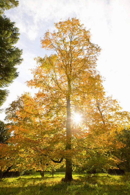 无人,竖图,室外,白天,正面,旅游,度假,草地,草坪,美景,植物,英国,欧洲,阴影,光线,影子,景观,云,云朵,云彩,娱乐,英格兰,草,树,树木,蓝色,绿色,白云,蓝天,天空,阳光,自然,天,享受,休闲,景色,放松,生长,晴朗,成长,西欧,自然风光,大不列颠,大不列颠及北爱尔兰联合王国,大不列颠联合王国,日不落英帝国,英吉利,萨默塞特郡,萨默塞特,晴空,彩图