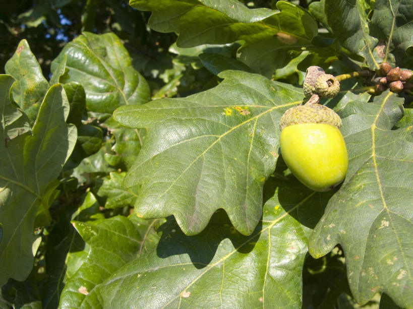无人,横图,室外,特写,白天,正面,旅游,度假,美景,植物,叶子,英国,欧洲,阴影,光线,影子,景观,坚果,绿叶,娱乐,英格兰,树,树木,绿色,阳光,自然,干果,享受,休闲,嫩叶,景色,放松,生长,成长,西欧,自然风光,橡树,橡果,橡树果,大不列颠,大不列颠及北爱尔兰联合王国,橡栗,橡实,橡树子,橡子,大不列颠联合王国,日不落英帝国,英吉利,萨默塞特郡,萨默塞特,沼生橡树,叶,叶片,彩图