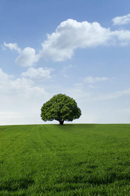 无人,农田,竖图,室外,白天,正面,旅游,度假,庄稼,农作物,小麦,美景,植物,英国,欧洲,阴影,光线,影子,景观,云,云朵,谷物,云彩,娱乐,树,树木,蓝色,绿色,白云,蓝天,天空,阳光,自然,天,享受,休闲,景色,放松,麦子,生长,晴朗,成长,西欧,自然风光,大不列颠,多塞特郡,大不列颠及北爱尔兰联合王国,大不列颠联合王国,日不落英帝国,多塞特,晴空,彩图,耕地,庄稼田