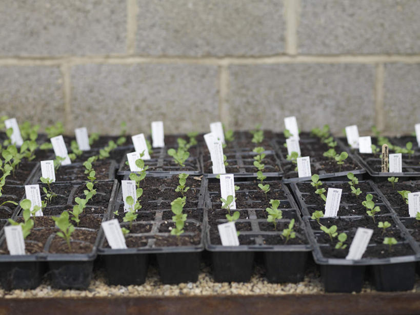 无人,横图,室外,特写,白天,正面,植物,一排,许多,整齐,标签,盆栽,墙,盆景,很多,墙壁,墙面,排列,绿色,自然,生长,成长,队列,秧苗,彩图