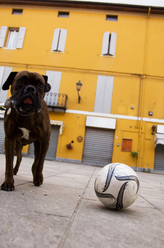 无人,站,竖图,室外,白天,仰视,足球,窗户,门,宠物,狗,瓷砖,地砖,房屋,屋子,公寓,足球装备,地面,沙皮狗,注视,运动器械,楼房,玻璃窗,住宅,一只,动物,门框,观察,看,站着,健身器械,可爱,观看,察看,关注,健身器材,忠诚,蹴鞠,沙皮,沙皮犬,足球运动,犬,站立,彩图,低角度拍摄,全身,房子,运动器材