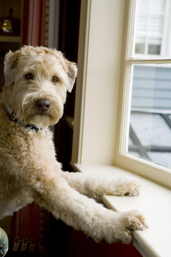 无人,竖图,室内,特写,白天,侧面,窗户,宠物,狗,扭头,注视,玻璃窗,一只,动物,观察,看,转头,可爱,搭,观看,察看,搭着,关注,忠诚,犬,半身,彩图