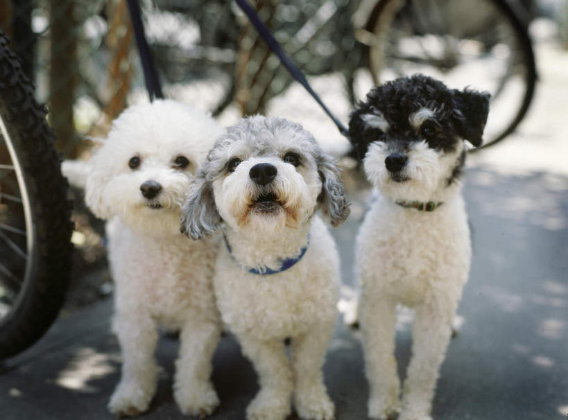 无人,站,横图,室外,特写,白天,正面,自行车,宠物,狗,韩国,亚洲,一排,朦胧,模糊,整齐,注视,车,脚踏车,排列,动物,交通工具,观察,看,站着,可爱,观看,比熊,察看,队列,关注,载具,东亚,忠诚,大韩民国,江原道,三陟,三陟市,特内里费狗,特内里费犬,犬,站立,彩图,全身,比熊犬,道