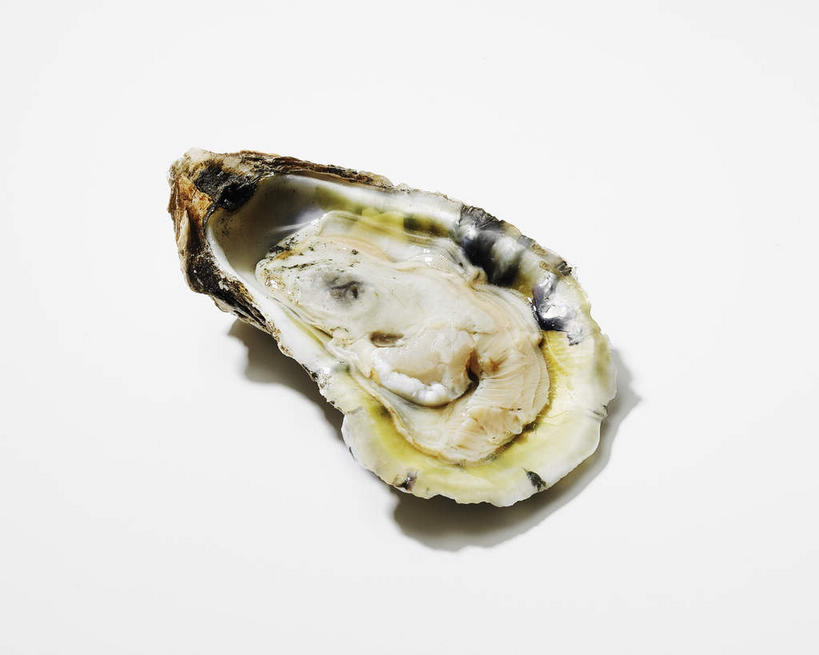 海鲜,无人,横图,俯视,室内,特写,白天,白色背景,阴影,反射,影子,扇贝,水产,海洋生物,一个,摄影,影棚,单个,海扇,水生动物,海产品,水生物,海底动物,彩图,高角度拍摄,影棚拍摄,拍摄