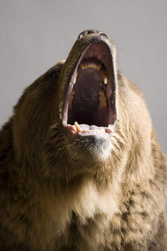 头,牙齿,无人,竖图,室内,特写,白天,正面,野生动物,熊,棕色,一只,动物,张嘴,摄影,影棚,凶猛,张大嘴巴,残暴,凶残,头部,齿,牙,牙龈,张开嘴,棕熊,马熊,抬头,仰头,半身,彩图,影棚拍摄,拍摄