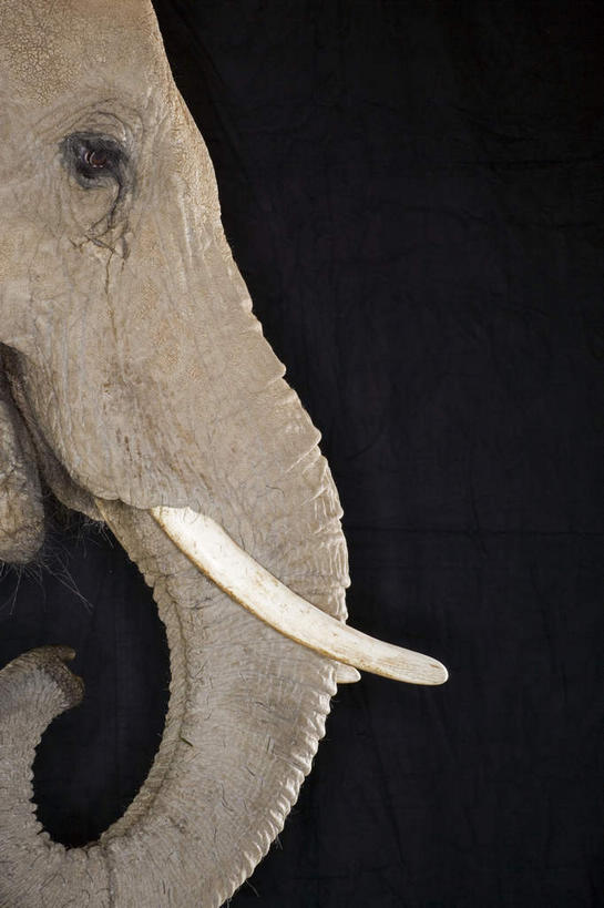 头,无人,竖图,室内,特写,白天,侧面,哺乳动物,大象,野生动物,黑色背景,注视,一只,动物,观察,看,摄影,影棚,观看,察看,关注,头部,象,半身,彩图,影棚拍摄,拍摄