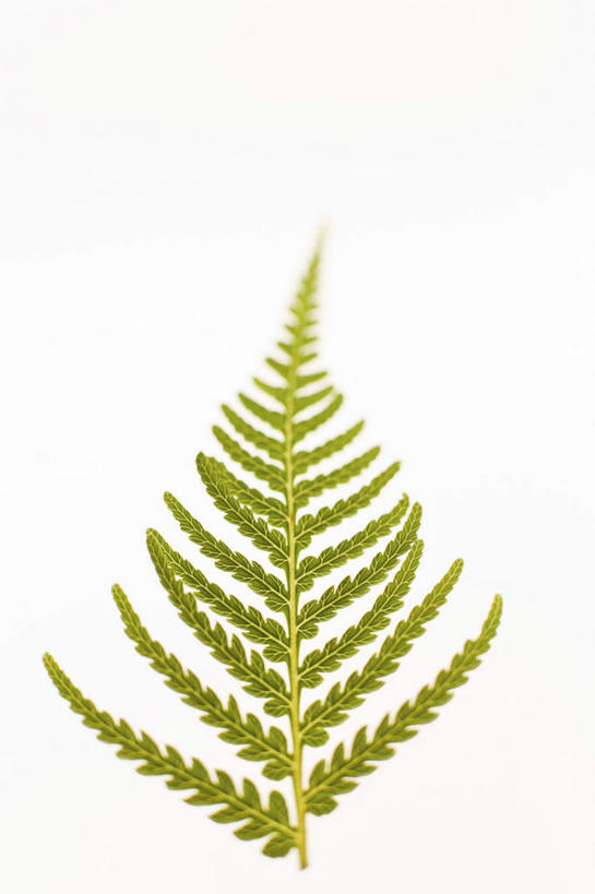 无人,竖图,室内,特写,白天,白色背景,正面,植物,叶子,一片,绿叶,绿色,自然,嫩叶,摄影,影棚,生长,成长,蕨类,蕨类植物,叶,叶片,彩图,影棚拍摄,拍摄