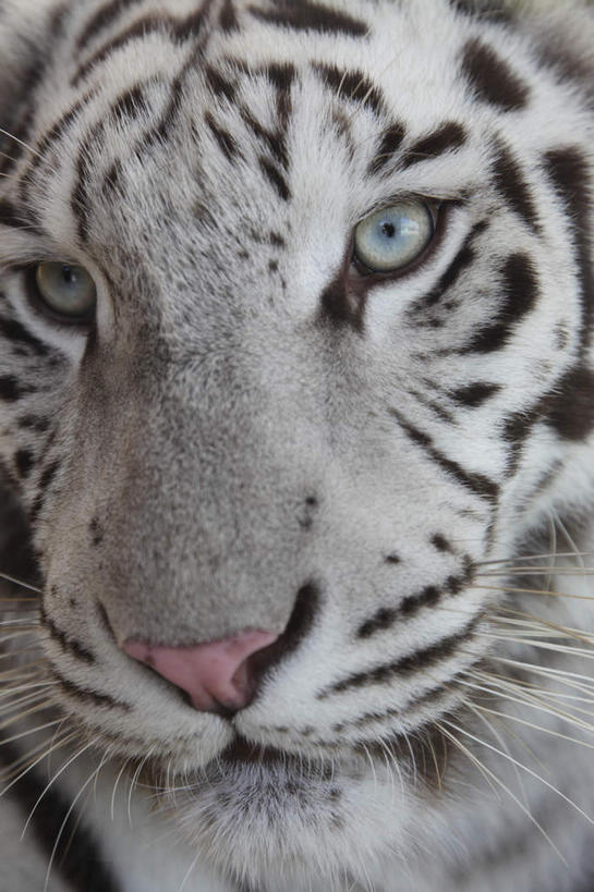 脸,头,脸颊,无人,竖图,室外,特写,白天,正面,野生动物,日本,亚洲,注视,一只,动物,观察,看,观看,察看,关注,凶猛,东亚,白虎,本州,世界文化遗产,本州岛,日本国,近畿地方,近畿,兵库,兵库县,姬路,姬路市,白老虎,残暴,凶残,头部,脸部,脸蛋,面部,半身,彩图