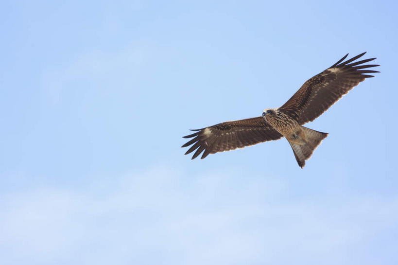 无人,横图,室外,白天,仰视,鸟,野生动物,鹰,日本,亚洲,飞翔,伸展,张开,展翅,阴影,飞行,光线,翅膀,鸟类,影子,翱翔,注视,飞舞,一只,蓝色,蓝天,天空,阳光,动物,天,观察,看,晴朗,观看,察看,关注,凶猛,东亚,张开翅膀,鸢,本州,世界文化遗产,万里无云,本州岛,日本国,近畿地方,近畿,兵库,兵库县,遨游,漫游,姬路,姬路市,展开翅膀,黑鸢,残暴,凶残,晴空,晴空万里,老鹰,彩图,低角度拍摄,全身