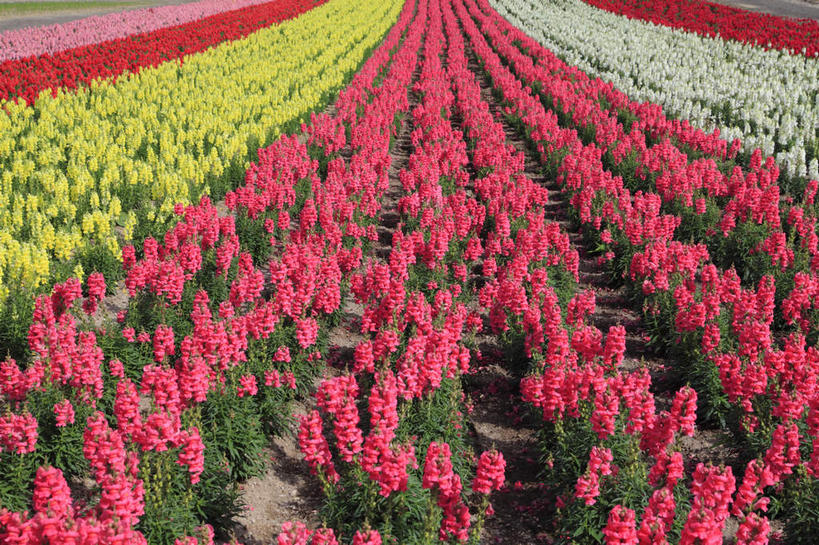 无人,横图,俯视,室外,白天,旅游,度假,花海,花圃,美景,植物,叶子,北海道,日本,亚洲,一排,阴影,整齐,并列,并排,盛开,光线,影子,景观,龙头花,花蕾,娱乐,花,花瓣,花朵,花卉,鲜花,排列,粉色,黄色,红色,绿色,白色,阳光,自然,花丛,花束,花田,花苞,花蕊,享受,休闲,景色,放松,清纯,金鱼草,吉祥,队列,自然风光,善良,平行,东亚,日本国,北海道地方,北海道岛,美瑛町,吉利,祥瑞,美瑛,好运,彩图,高角度拍摄