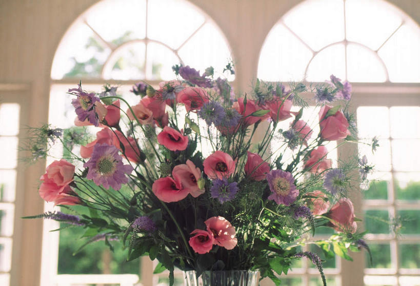 无人,横图,室内,特写,白天,仰视,植物,窗户,落地窗,罂粟,叶子,许多,阴影,朦胧,模糊,盛开,光线,影子,墙,黑种草,绿叶,草药,中药,玻璃窗,墙壁,墙面,花,花瓣,花朵,花卉,鲜花,树,树木,红色,绿色,紫色,白色,阳光,自然,花蕊,嫩叶,生长,成长,毒品,药材,中草药,中药材,本草,止痛,镇静,安眠,黑子草,思念,叶,叶片,罂粟花,彩图,低角度拍摄