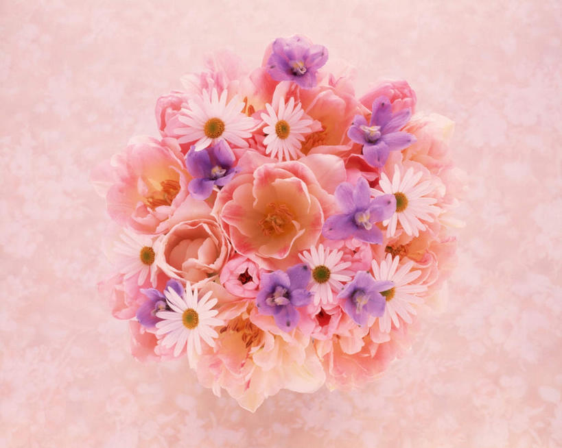 无人,横图,俯视,室内,特写,白天,植物,叶子,许多,盘绕,粉色背景,环绕,盛开,围绕,绿叶,石斛,环抱,花,花瓣,花朵,花卉,鲜花,粉色,紫色,白色,花蕊,嫩叶,菊花,摄影,小白菊,影棚,缭绕,石斛兰,金钗石斛,钮扣菊,叶,叶片,彩图,高角度拍摄,影棚拍摄,拍摄