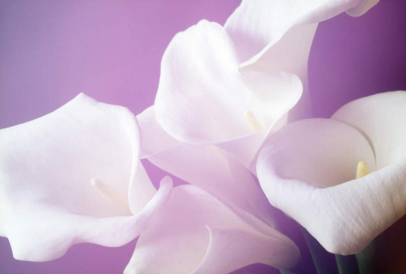 无人,横图,室内,特写,白天,白色背景,正面,植物,四朵,朦胧,模糊,装饰,盛开,花,花瓣,花朵,花卉,鲜花,白色,花蕊,摄影,影棚,华丽,修饰,点缀,美人蕉,兰蕉,大花美人蕉,红艳蕉,衬托,美观,雅致,雅观,彩图,影棚拍摄,拍摄