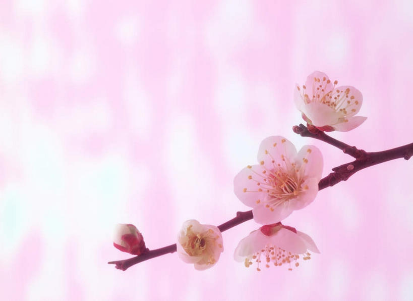 无人,横图,室内,特写,白天,正面,幸福,纯洁,樱花,许多,粉色背景,朦胧,模糊,盛开,花蕾,花,花瓣,花朵,鲜花,花苞,花蕊,摄影,影棚,等待,生命,仙樱花,福岛樱,青肤樱,高尚,热烈,荆桃,彩图,影棚拍摄,拍摄