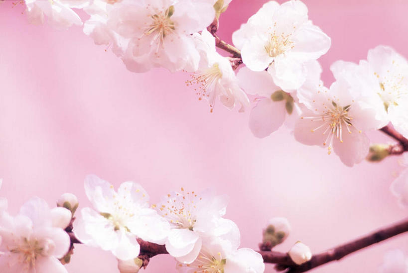 无人,横图,室内,特写,白天,正面,幸福,纯洁,樱花,许多,粉色背景,朦胧,模糊,盛开,花蕾,花,花瓣,花朵,鲜花,花苞,花蕊,摄影,影棚,等待,生命,仙樱花,福岛樱,青肤樱,高尚,热烈,荆桃,彩图,影棚拍摄,拍摄