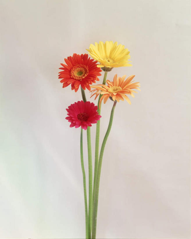 无人,竖图,室内,特写,白天,白色背景,正面,四朵,盛开,非洲菊,花蕾,花,花瓣,花朵,鲜花,黄色,红色,花苞,花蕊,菊花,摄影,影棚,扶郎花,灯盏花,千日菊,彩图,影棚拍摄,拍摄