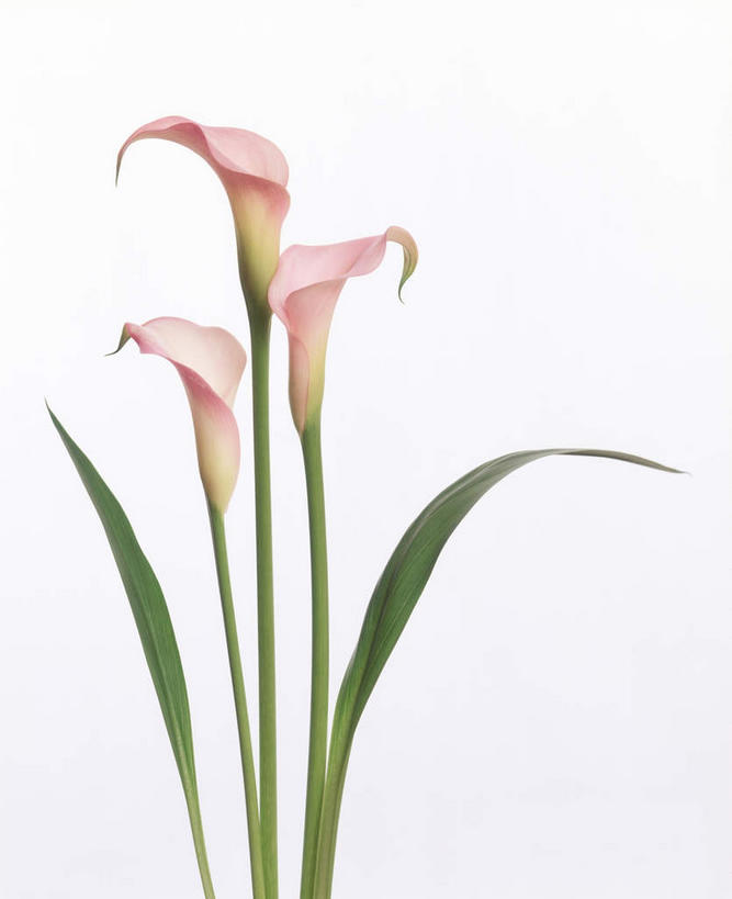 无人,竖图,室内,特写,白天,白色背景,正面,植物,三朵,盛开,花,花瓣,花朵,花卉,鲜花,白色,花蕊,摄影,影棚,美人蕉,兰蕉,大花美人蕉,红艳蕉,彩图,影棚拍摄,拍摄