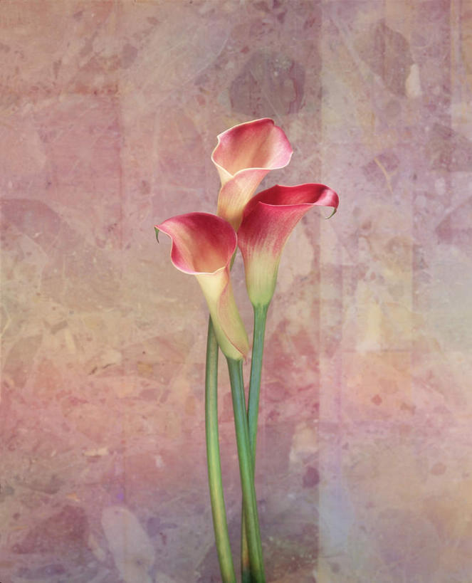 无人,竖图,室内,特写,白天,正面,植物,三朵,盛开,花,花瓣,花朵,花卉,鲜花,白色,花蕊,摄影,影棚,美人蕉,兰蕉,大花美人蕉,红艳蕉,彩图,影棚拍摄,拍摄