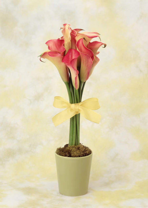 无人,竖图,室内,特写,白天,正面,植物,三朵,黄色背景,装饰,盛开,丝绸,丝带,缎带,绸带,花,花瓣,花朵,花卉,鲜花,白色,蝴蝶结,花蕊,摄影,影棚,华丽,修饰,点缀,美人蕉,兰蕉,大花美人蕉,红艳蕉,衬托,美观,雅致,雅观,彩图,影棚拍摄,拍摄