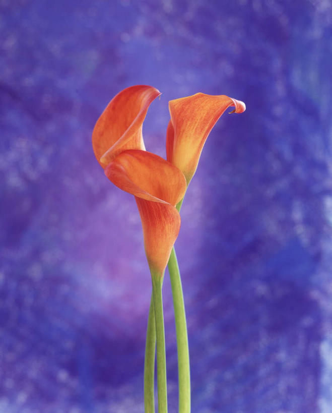 无人,竖图,室内,特写,白天,正面,植物,三朵,蓝色背景,盛开,花,花瓣,花朵,花卉,鲜花,红色,花蕊,摄影,影棚,美人蕉,兰蕉,大花美人蕉,红艳蕉,彩图,影棚拍摄,拍摄