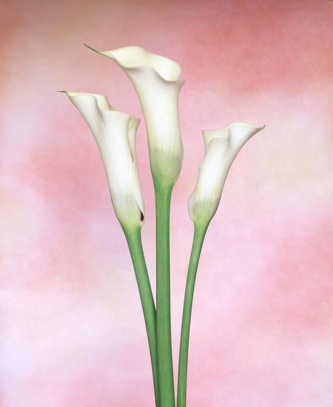 无人,竖图,室内,特写,白天,正面,植物,三朵,粉色背景,盛开,花,花瓣,花朵,花卉,鲜花,白色,花蕊,摄影,影棚,美人蕉,兰蕉,大花美人蕉,红艳蕉,彩图,影棚拍摄,拍摄
