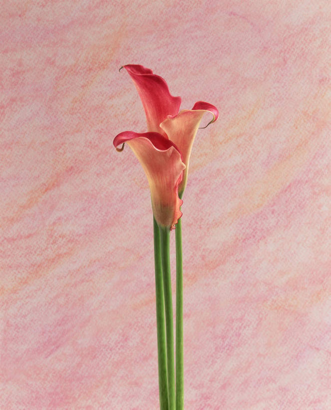 无人,竖图,室内,特写,白天,正面,植物,三朵,粉色背景,盛开,花,花瓣,花朵,花卉,鲜花,粉色,花蕊,摄影,影棚,美人蕉,兰蕉,大花美人蕉,红艳蕉,彩图,影棚拍摄,拍摄